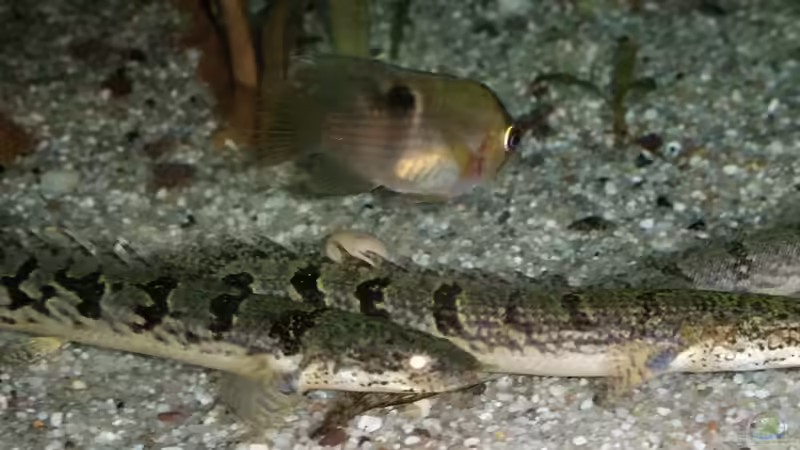 Drei auf einen Streich! von David S. (4)