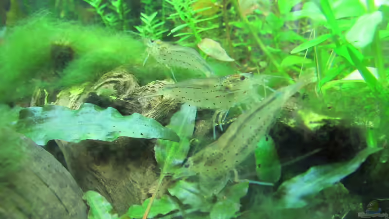 Drei auf einen Streich von Tigerlotus (63)