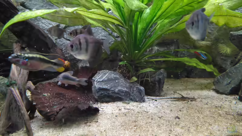 Drei der 8 Trauermantelsalmler. Sehr ruhige und robuste Schwarmfische. Zusammen mit von AdrianSoS (61)