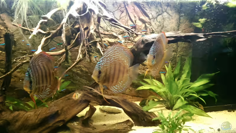 drei der jüngeren von Ottche (46)