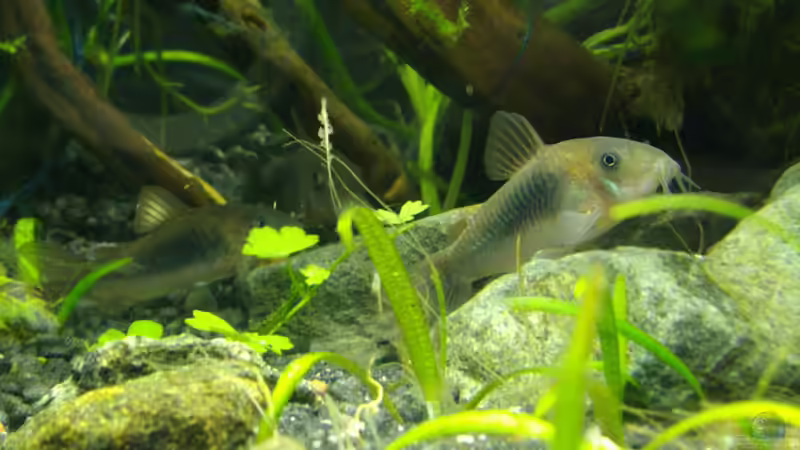 Drei der zehn Metallpanzerwelse von DasJin (8)