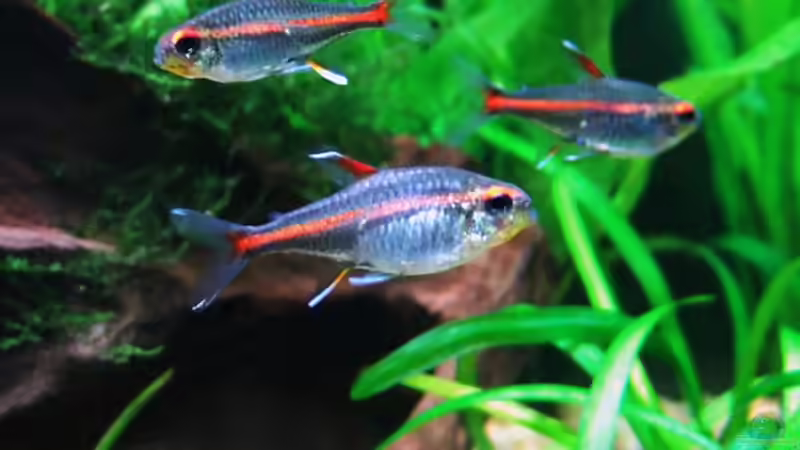 Drei Glühlichtsalmler (Hemigrammus erythrozonus) von Steffen Salzmann (5)