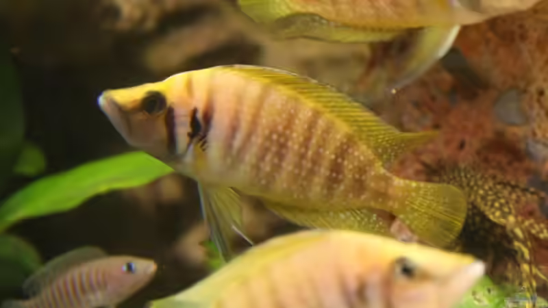 Drei Schönheiten von photizo (20)