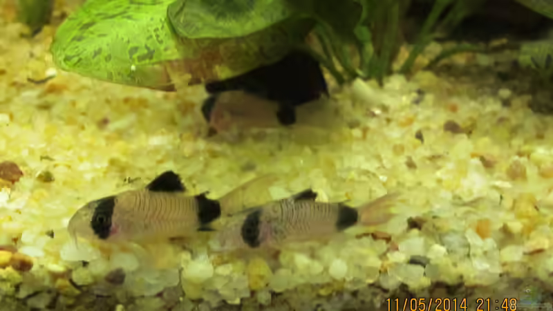 drei von acht Panda-Panzerwelsen.Da kommen noch ein paar dazu. von Ottche (202)