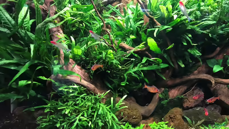 drei Wochen alt von Der Nicky (32)