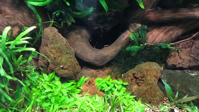 drei Wochen alt von Der Nicky (33)