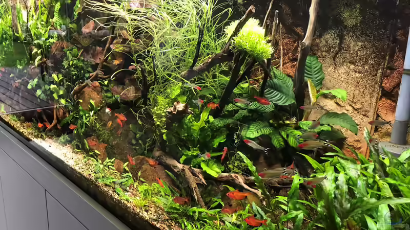 drei Wochen alt von Der Nicky (35)