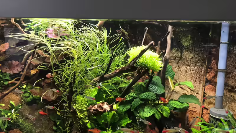 drei Wochen alt von Der Nicky (36)