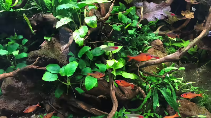 drei Wochen alt von Der Nicky (37)