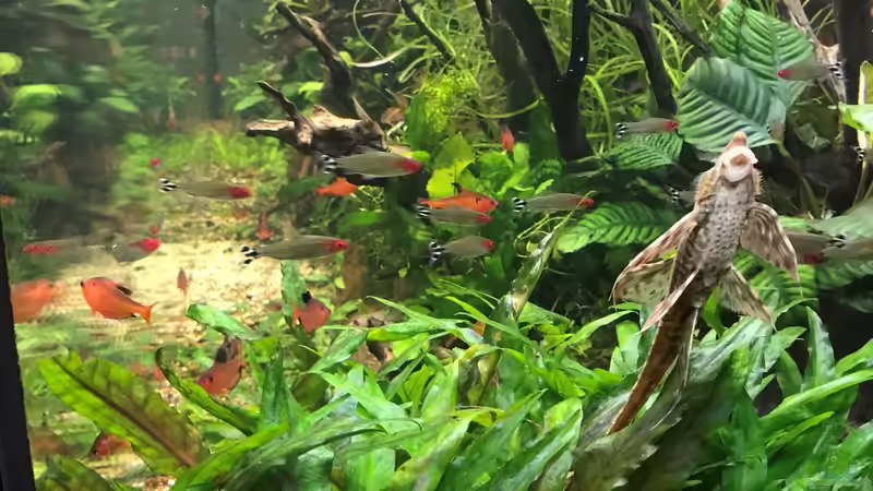 drei Wochen alt von Der Nicky (38)