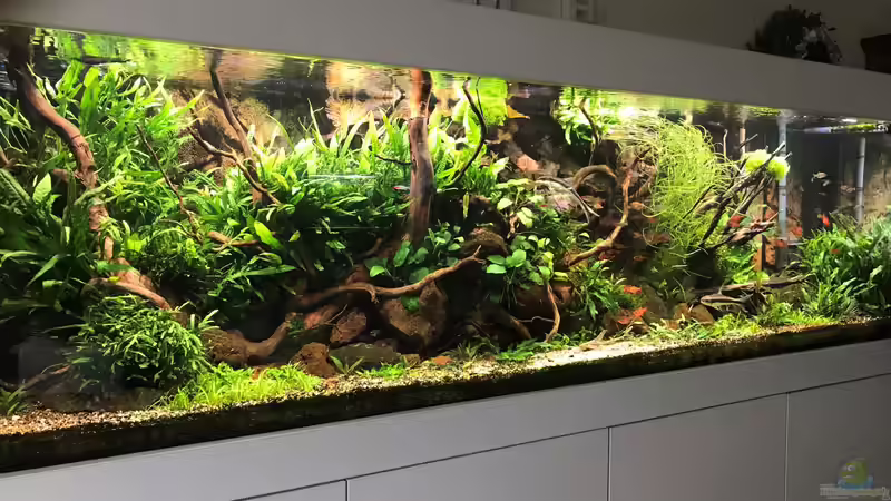 drei Wochen alt von Der Nicky (39)