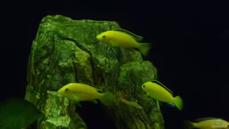 drei Yellow-Böcke von malawimimi (12)