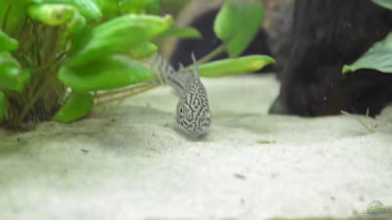 Dreibinden-Panzerwels von gefjon (29)