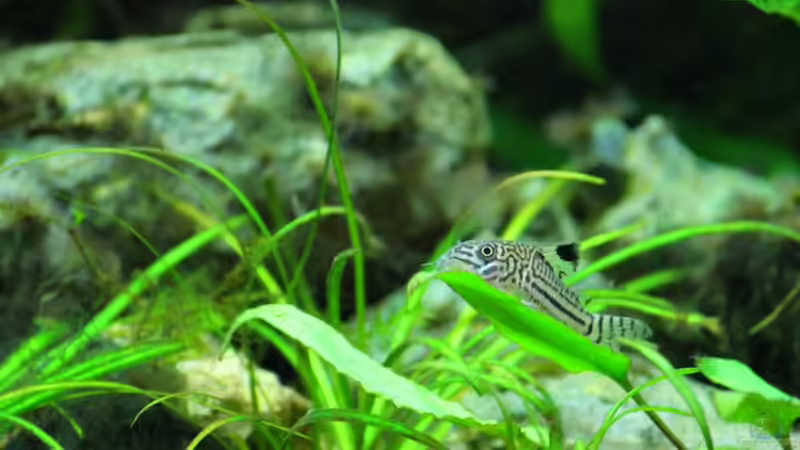 Aquarien für Corydoras trilineatus (Dreilinien-Panzerwels)