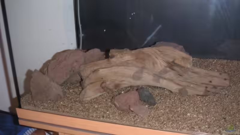 Driftwoodwurzel noch vor der Einrichtung von Maximilian Zunhammer (6)