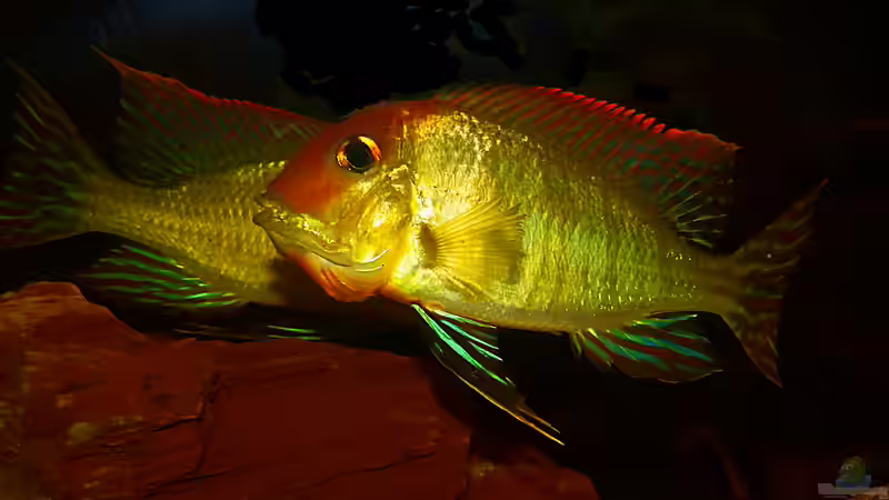 Drohen ist angesagt von Helmut Kreutmayer (13)