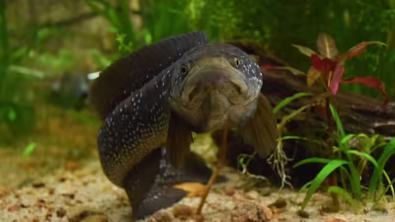 Drohhaltung von Christian Andreas (10)