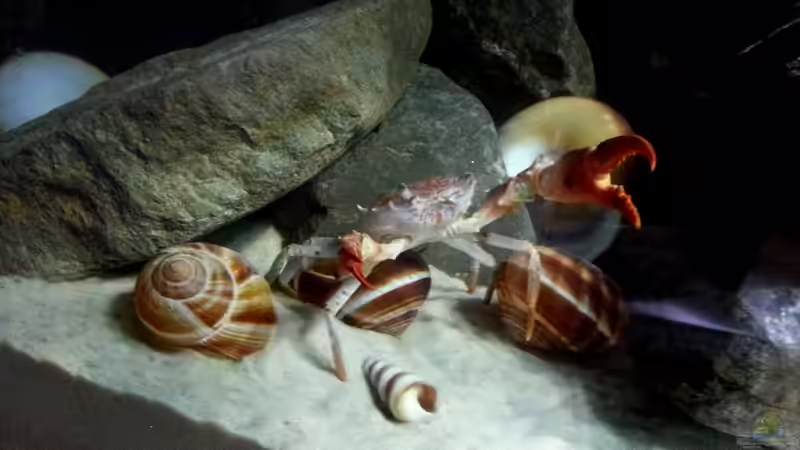 Drohhaltung von Koehler (33)