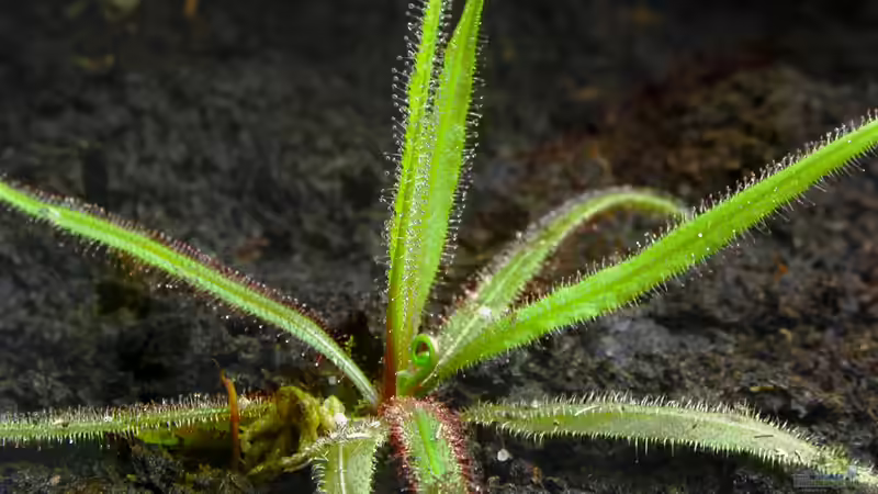 Drosera adelae