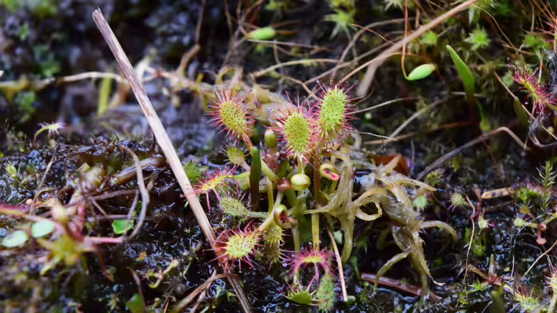 Drosera anglica von Junglist (33)