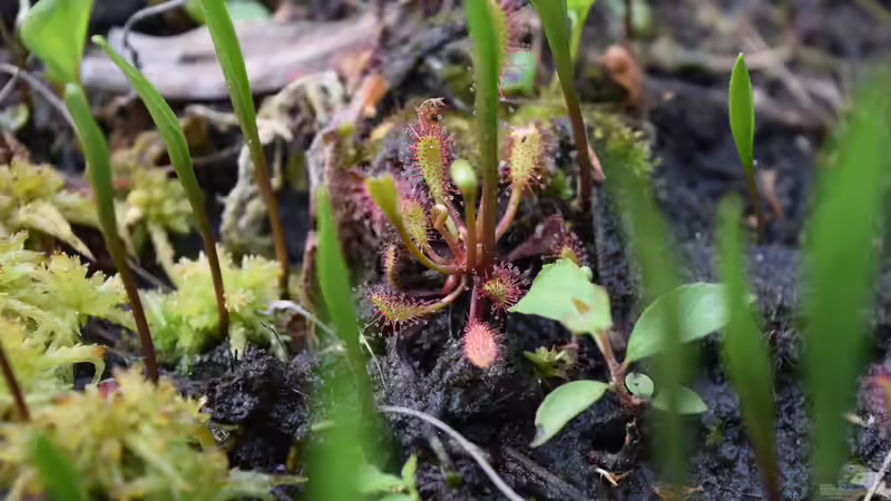 Drosera rotundifollia von Junglist (47)