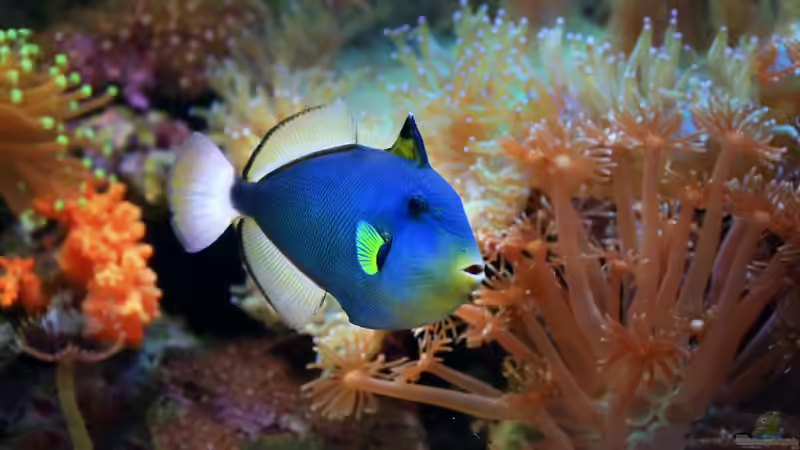 Drückerfische: Deshalb sind sie so aggressiv - Ursachen, Verhalten und biologische Hintergründe