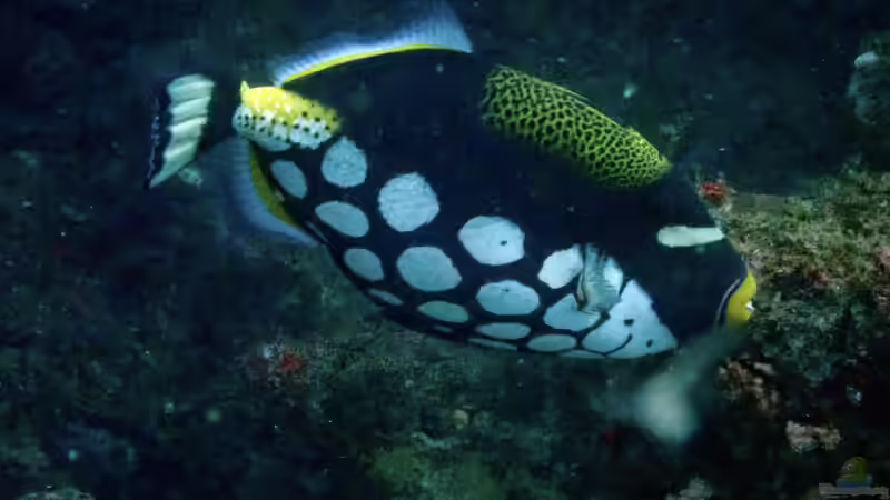 Drückerfische: Woher stammt der Name?