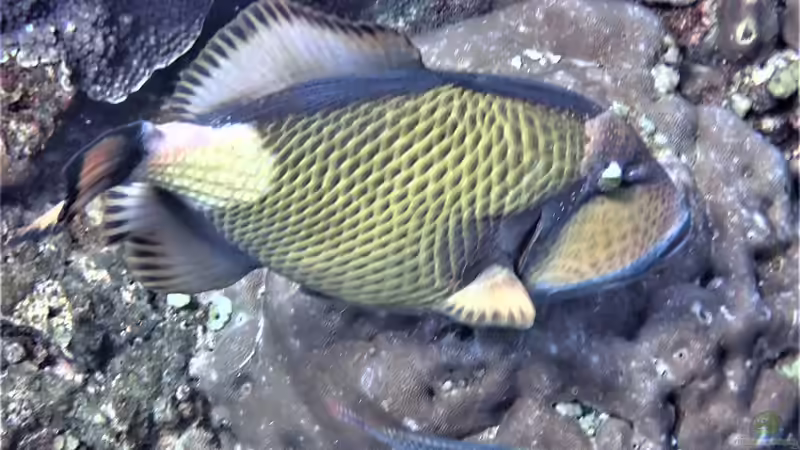 Drückerfische: Woher stammt der Name?