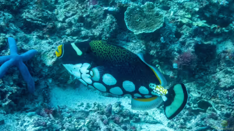 Drückerfische: Woher stammt der Name?