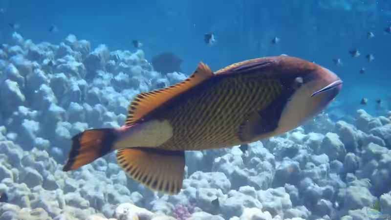 Drückerfische: Woher stammt der Name?