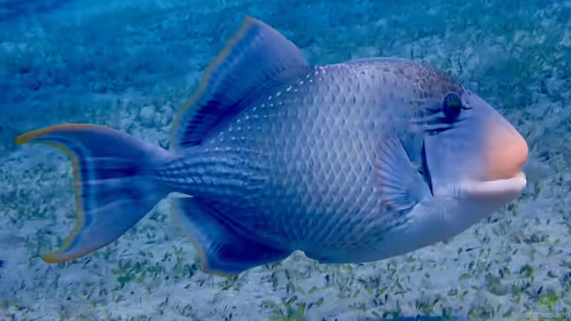 Drückerfische: Woher stammt der Name?