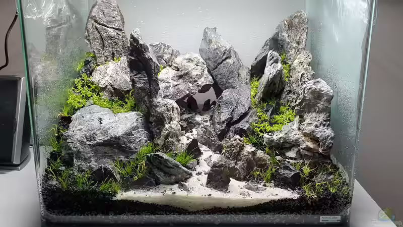 Drystart von similis (2)