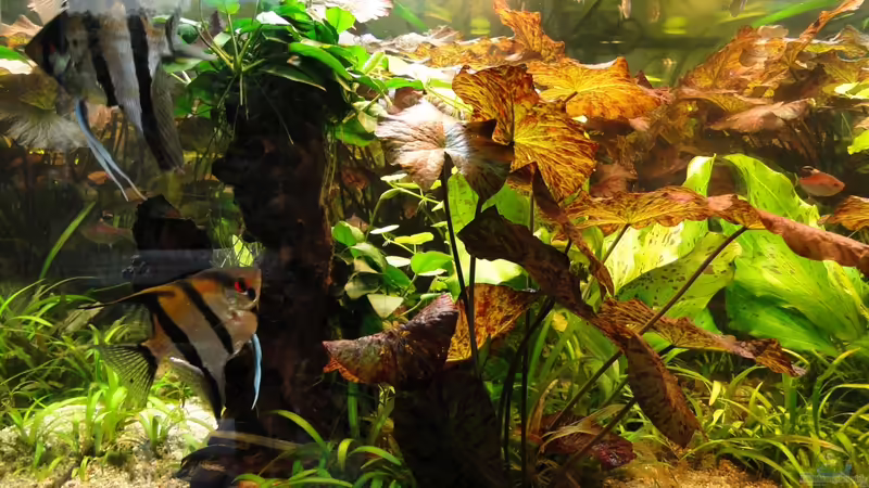 Dschungel 1 von Kirschfleckjäger (7)