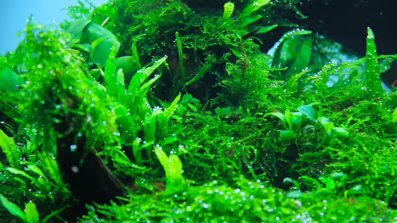 Dschungel 2 von disco-d (15)