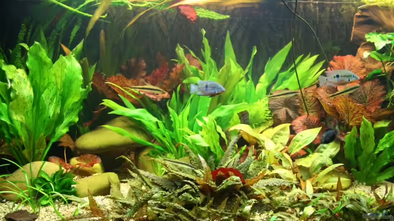 Dschungel mit Buntbarschen (k)ein Widerspruch ?! von Minzi (11)