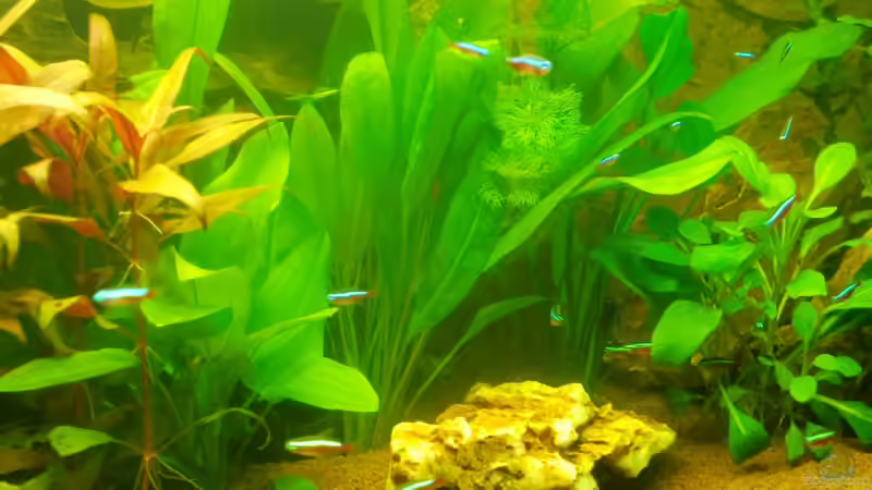 Dschungel Nr.2 von SpL (16)