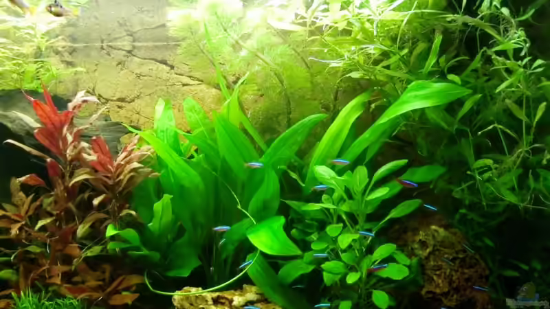 Dschungel Nr.3 - 30.10.2011 von SpL (17)