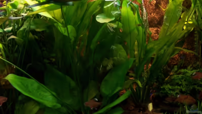 Dschungel von Andreas Weiler (8)