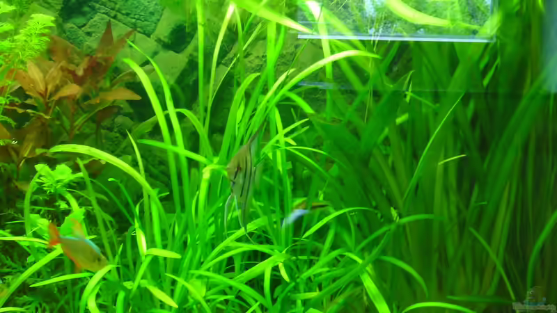 Dschungel von DavidK31 (4)