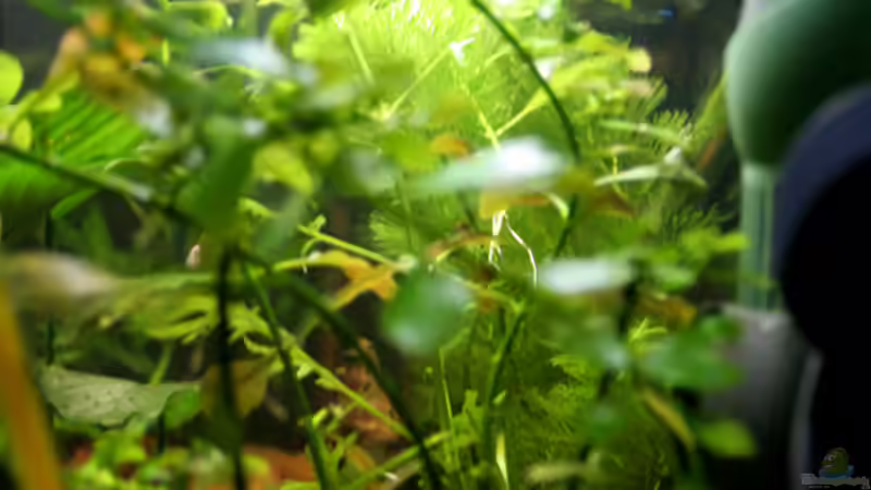 Dschungel von gezina (3)