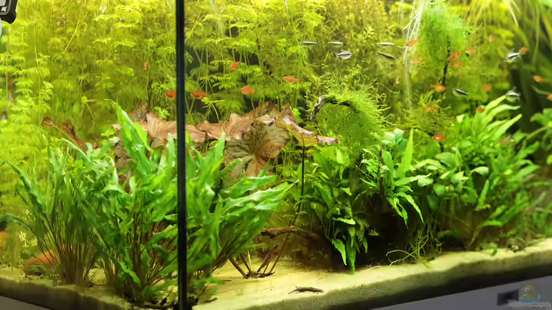 Dschungel von INGE (2)