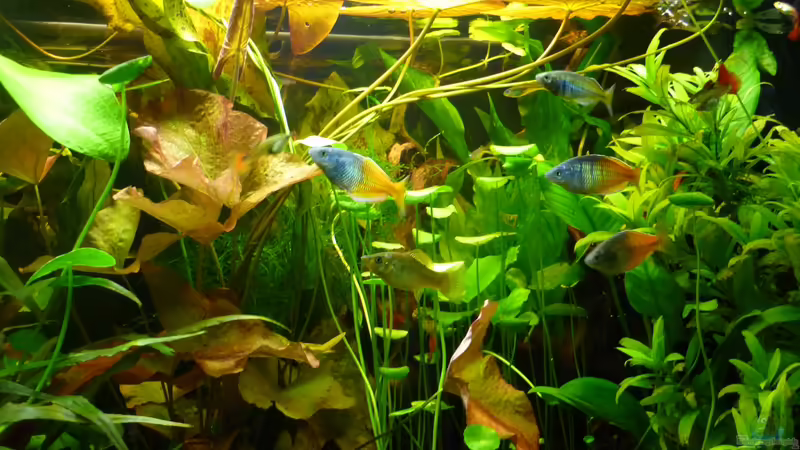 Dschungel von mira13 (1)