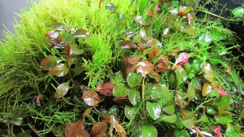 Dschungel von Sarah (1)