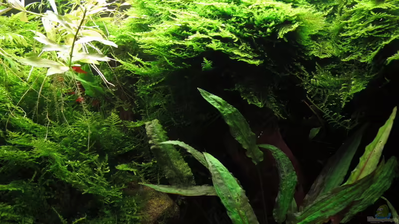 Dschungel von Sarah (15)