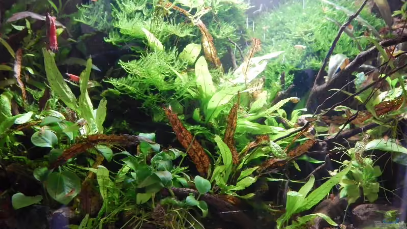 Dschungel von Stefan_S (12)