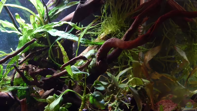 Dschungel von Stefan_S (18)