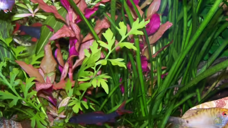 Dschungel2 von Andreas Weiler (7)