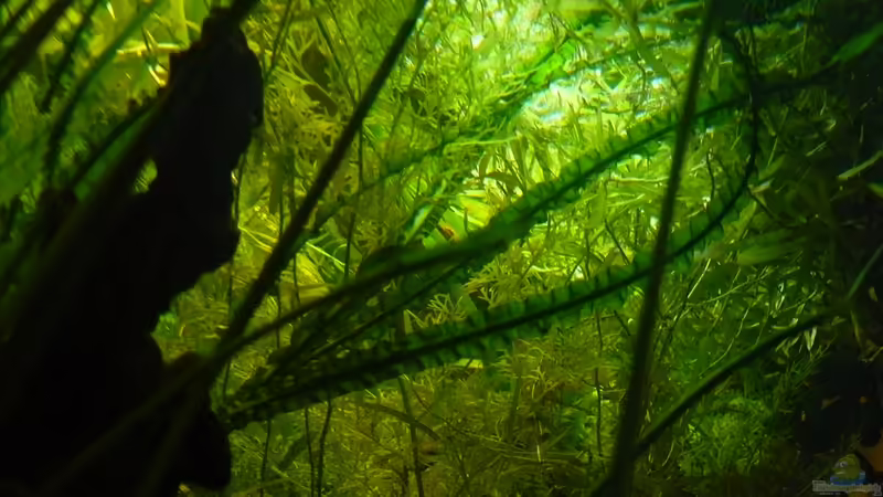 Dschungeldecke von Romulus71 (4)