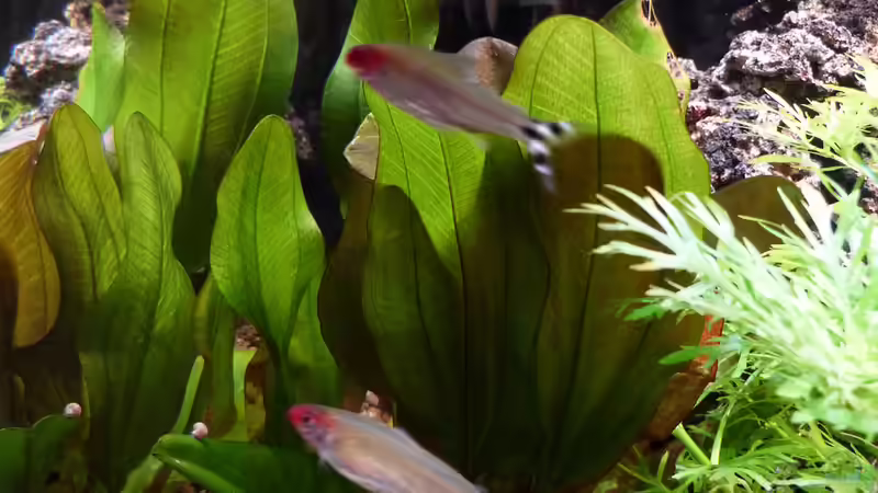 Dschungelstar - Echinodorus Kleiner Bär von Dieter (15)