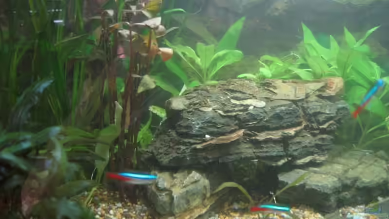 Dschungeltempel mit rotem Wasserfreund von Jonas G. (5)